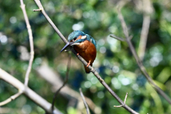 NZ8_9633